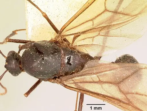 Aphaenogaster swammerdami specimen CASENT0101649 image casent0101649_1