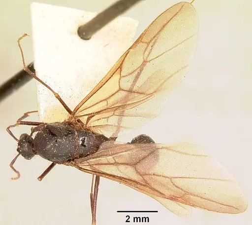 Aphaenogaster swammerdami specimen CASENT0101649 image casent0101649_2