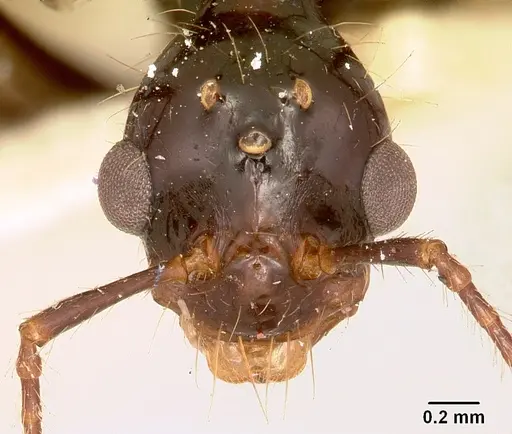 Aphaenogaster swammerdami specimen CASENT0101649 image casent0101649_3
