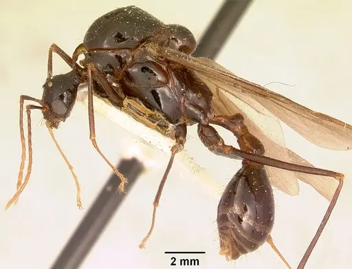 Aphaenogaster swammerdami specimen CASENT0101649 image casent0101649_4
