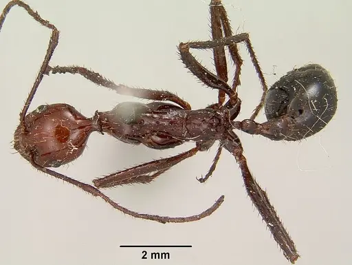 Aphaenogaster swammerdami specimen CASENT0101694 image casent0101694_1