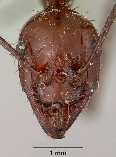 Aphaenogaster swammerdami specimen CASENT0101694 image casent0101694_2