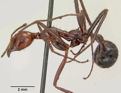 Aphaenogaster swammerdami specimen CASENT0101694 image casent0101694_3