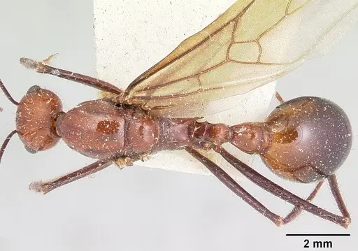 Aphaenogaster swammerdami specimen CASENT0101843 image casent0101843_1