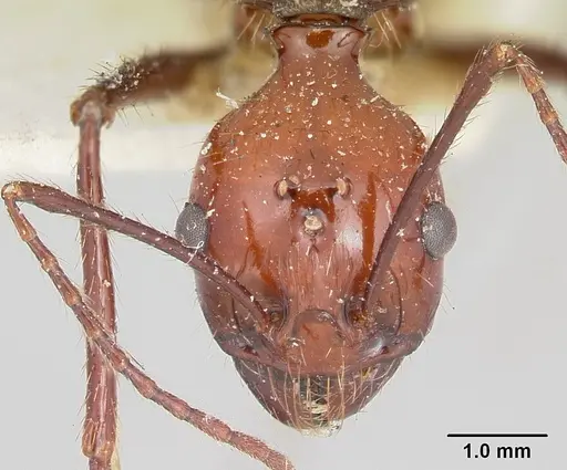 Aphaenogaster swammerdami specimen CASENT0101843 image casent0101843_2