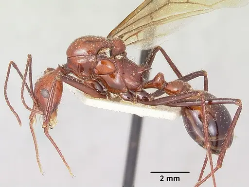 Aphaenogaster swammerdami specimen CASENT0101843 image casent0101843_3