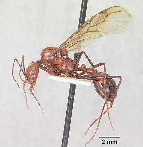 Aphaenogaster swammerdami specimen CASENT0101843 image casent0101843_4