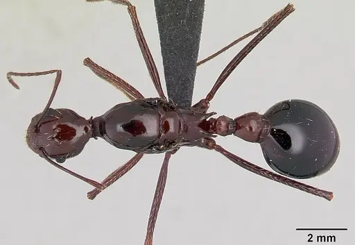 Aphaenogaster swammerdami specimen CASENT0109760 image casent0109760_1
