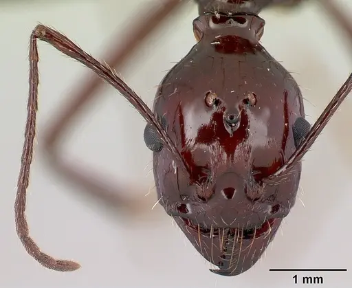 Aphaenogaster swammerdami specimen CASENT0109760 image casent0109760_2