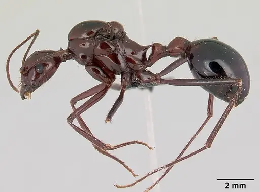 Aphaenogaster swammerdami specimen CASENT0109760 image casent0109760_3