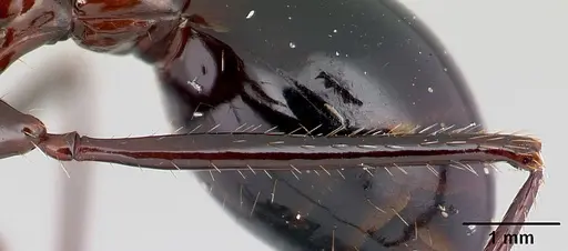 Aphaenogaster swammerdami specimen CASENT0109760 image casent0109760_4