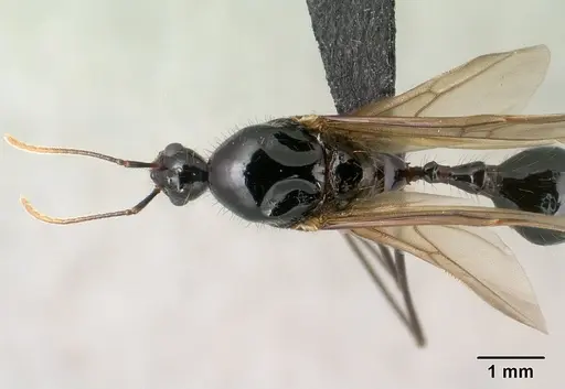 Aphaenogaster swammerdami specimen CASENT0144998 image casent0144998_1