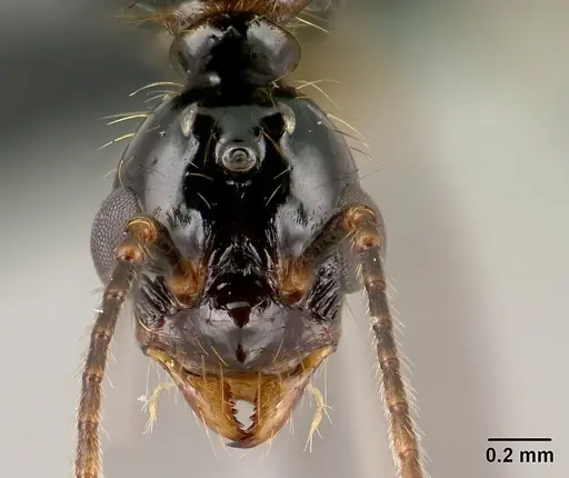 Aphaenogaster swammerdami specimen CASENT0144999 image casent0144999_1