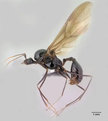 Aphaenogaster swammerdami specimen CASENT0144999 image casent0144999_2