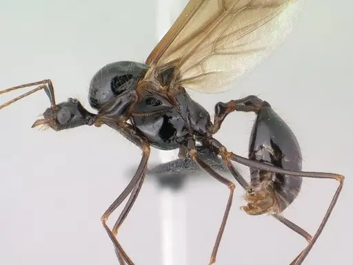 Aphaenogaster swammerdami specimen CASENT0144999 image casent0144999_3