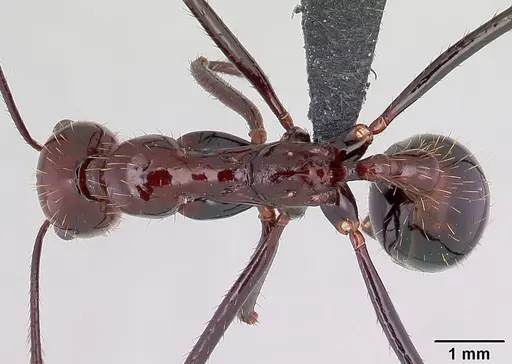 Aphaenogaster swammerdami specimen CASENT0178196 image casent0178196_1