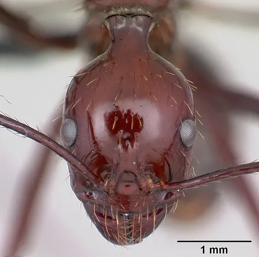 Aphaenogaster swammerdami specimen CASENT0178196 image casent0178196_2
