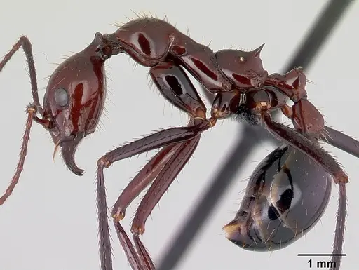 Aphaenogaster swammerdami specimen CASENT0178196 image casent0178196_3