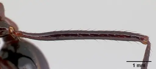 Aphaenogaster swammerdami specimen CASENT0178196 image casent0178196_4