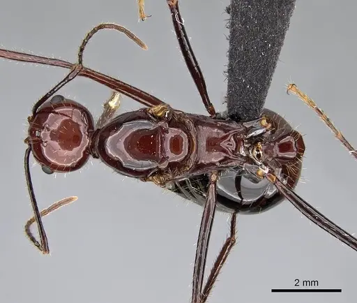Aphaenogaster swammerdami specimen CASENT0204505 image casent0204505_1