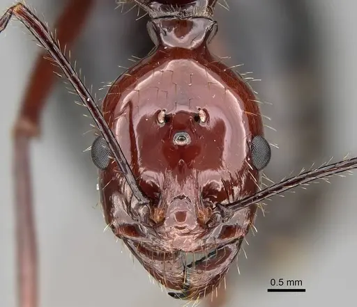 Aphaenogaster swammerdami specimen CASENT0204505 image casent0204505_2