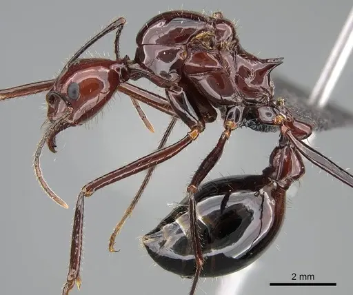 Aphaenogaster swammerdami specimen CASENT0204505 image casent0204505_3