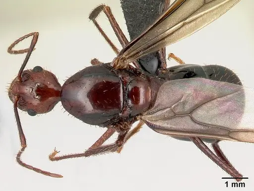 Aphaenogaster swammerdami specimen CASENT0217040 image casent0217040_1