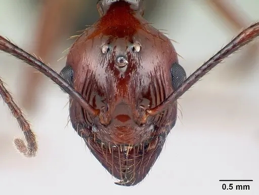 Aphaenogaster swammerdami specimen CASENT0217040 image casent0217040_2