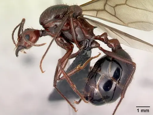 Aphaenogaster swammerdami specimen CASENT0217040 image casent0217040_3