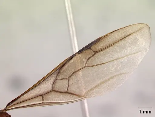 Aphaenogaster swammerdami specimen CASENT0217040 image casent0217040_4
