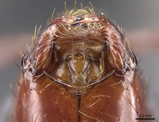 Aphaenogaster swammerdami specimen CASENT0248392 image casent0248392_1