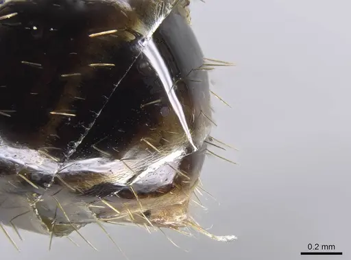 Aphaenogaster swammerdami specimen CASENT0248392 image casent0248392_2