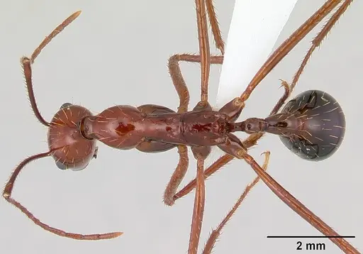 Aphaenogaster swammerdami specimen CASENT0421554 image casent0421554_1