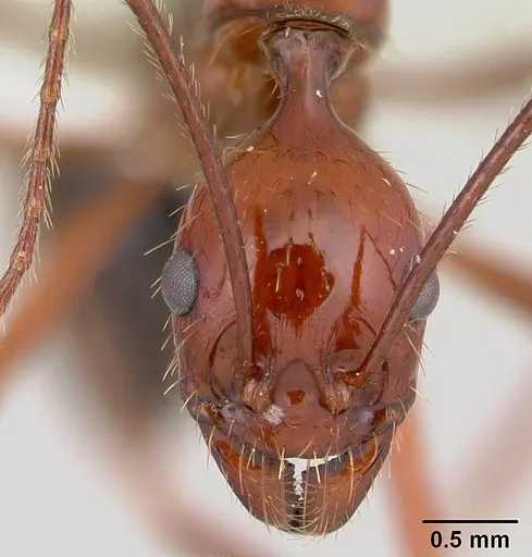 Aphaenogaster swammerdami specimen CASENT0421554 image casent0421554_2