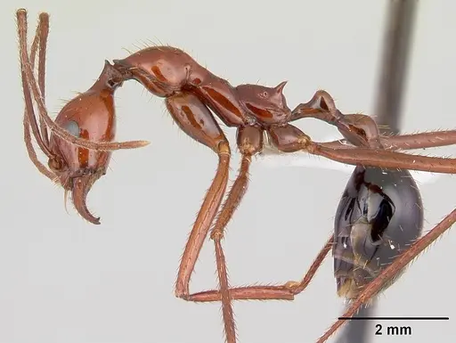 Aphaenogaster swammerdami specimen CASENT0421554 image casent0421554_3