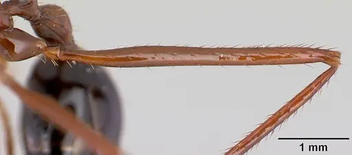 Aphaenogaster swammerdami specimen CASENT0421554 image casent0421554_4
