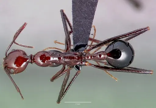 Aphaenogaster swammerdami specimen CASENT0489647 image casent0489647_1