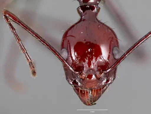 Aphaenogaster swammerdami specimen CASENT0489647 image casent0489647_2