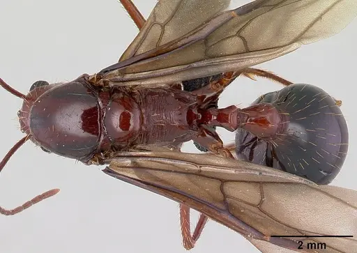 Aphaenogaster swammerdami specimen CASENT0492440 image casent0492440_1