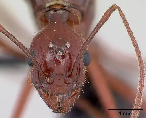 Aphaenogaster swammerdami specimen CASENT0492440 image casent0492440_2