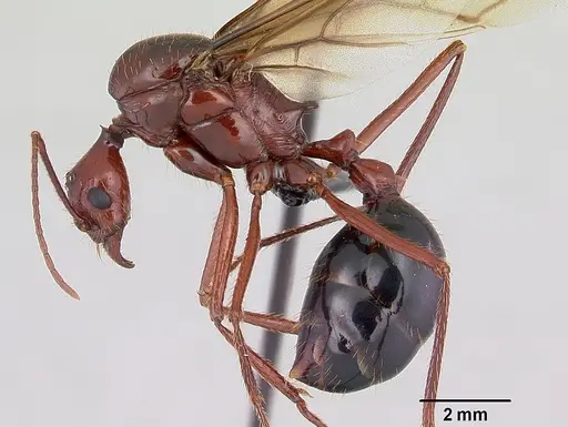 Aphaenogaster swammerdami specimen CASENT0492440 image casent0492440_3