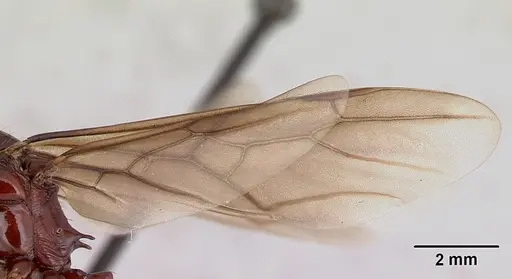 Aphaenogaster swammerdami specimen CASENT0492440 image casent0492440_4