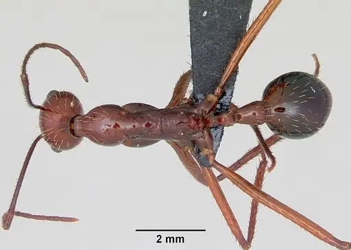 Aphaenogaster swammerdami specimen CASENT0498428 image casent0498428_1