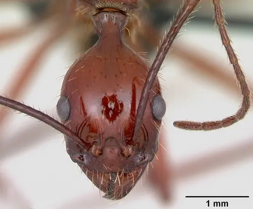 Aphaenogaster swammerdami specimen CASENT0498428 image casent0498428_2