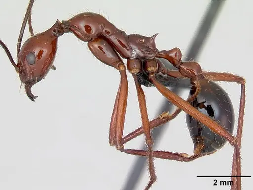 Aphaenogaster swammerdami specimen CASENT0498428 image casent0498428_3