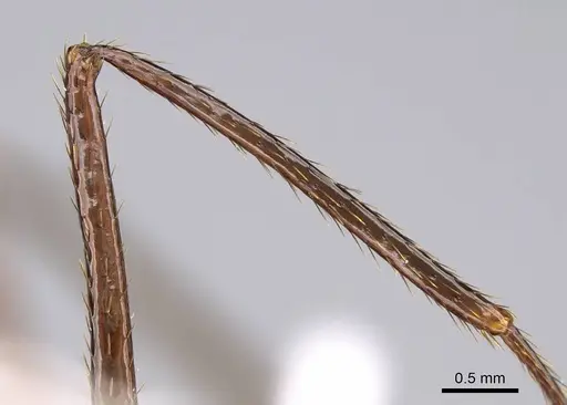 Aphaenogaster swammerdami specimen CASENT0822320 image casent0822320_1