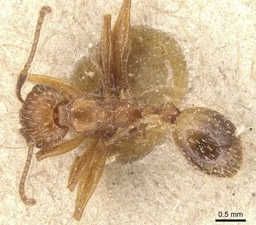 Aphaenogaster syriaca specimen CASENT0904176 image casent0904176_1