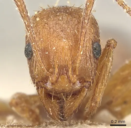 Aphaenogaster syriaca specimen CASENT0904176 image casent0904176_2