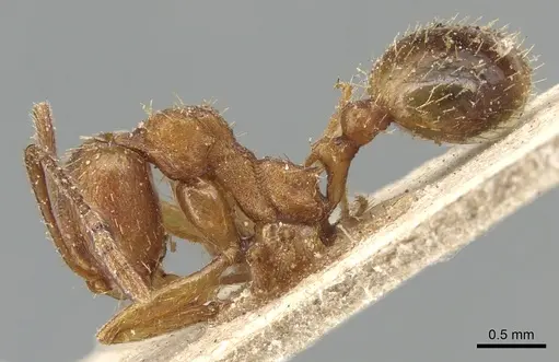 Aphaenogaster syriaca specimen CASENT0904176 image casent0904176_3