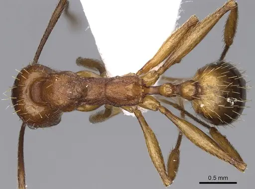 Aphaenogaster syriaca specimen CASENT0914229 image casent0914229_1